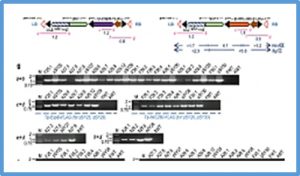 Enterohemorrhagic Escherichia coli O157:H7 antigens produced in transgenic lettuce effective as an oral vaccine in mice