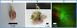 Fine-tuning CRISPR/Cas9 gene editing in common bean (Phaseolus vulgaris L.) using a hairy root transformation system and in silico prediction models