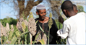 The Sudan: Escalating conflict and persistent economic decline deepen food security crisis