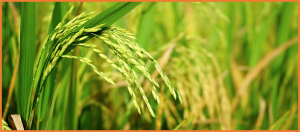 GHG Mitigation In Rice - Vietnam