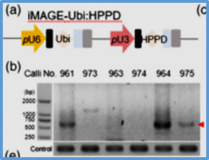 Genome editing in rice using CRISPR/Cas12i3 