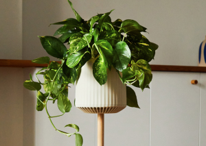 Bioengineered Super Plant that Purifies Indoor Air 30x than Regular Houseplants Goes on Sale in the US