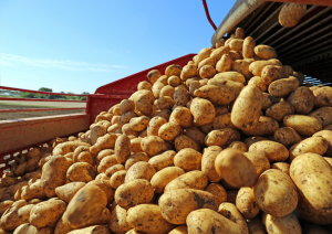 BTI Study Unravels the Origin and Global Spread of the Potato Blight Pathogen