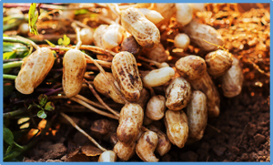 Multi-Omics Analysis Reveals That AhNHL Contributes to Melatonin-Mediated Cadmium Tolerance in Peanut Plants