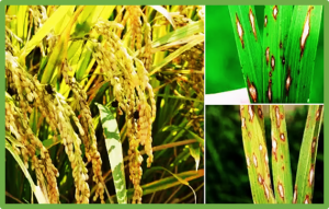 Allelic variation in rice blast resistance: a pathway to sustainable disease management