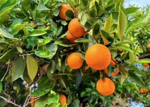 USDA APHIS Releases Regulatory Status Review for Modified Sweet Orange and Maize