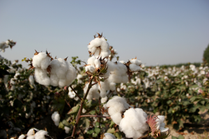 Kenya Assures Public of Biosafety Guidelines