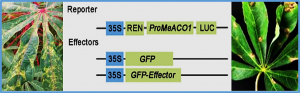 NF-YC15 transcription factor activates ethylene biosynthesis and improves cassava disease resistance
