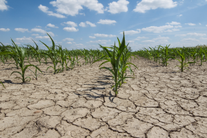 Gene Editing and Plant Domestication as Key Tools for Food Security and Facing Climate Change