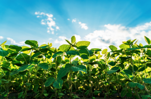Study Shows Impact of GM Soybeans on the Structure of Rhizosphere Soil Microbial Communities