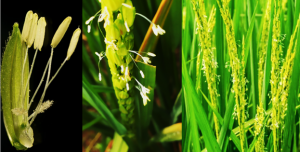 Temporal transcriptome analysis reveals the two-phase action of florigens in rice flowering