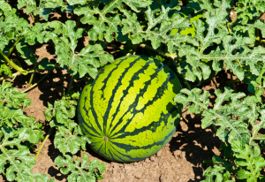 The knockout of ClaCSLH1 induced dwarfing in watermelon