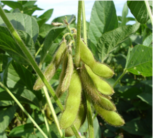 Effect Of A Nanoparticle On The Expression Of Photosynthesis-Related Genes In Soybean