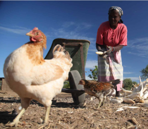 A4NH compiles glossary on food systems