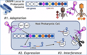 CRISPR recognizes as many phage types as possible without overwhelming the CAS machinery