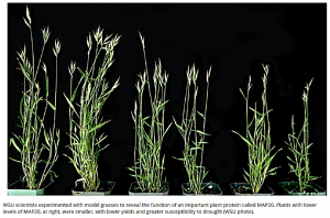 Brachypodium distachyon MAP20 functions in metaxylem pit development and contributes to drought recovery