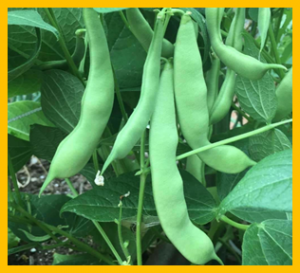 A R2R3-MYB gene-based marker for the non-darkening seed coat trait in pinto and cranberry beans (Phaseolus vulgaris L.) derived from `Wit-rood boontje`