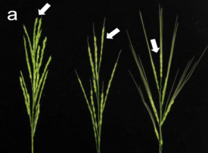Evaluation of Domestication Loci Associated with Awnlessness in Cultivated Rice, Oryza sativa 