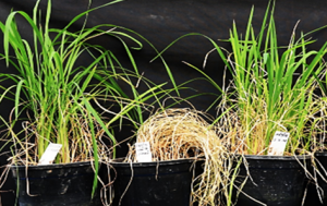 Pyramiding QTLs controlling tolerance against drought, salinity, and submergence in rice through marker assisted breeding