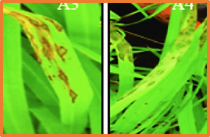 Combined effects of arsenic and Magnaporthe oryzae on rice and alleviation by silicon