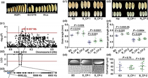 Natural variation in OsGASR7 regulates grain length in rice