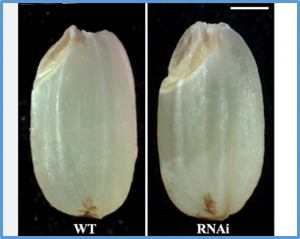 Pho1 cooperates with DPE1 to control short maltooligosaccharide mobilization during starch synthesis initiation in rice endosperm