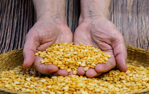 Gene Editing Produces Yellow Peas with Improved Aroma and Flavor