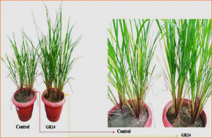 Strigolactone GR24-mediated mitigation of phosphorus deficiency through mycorrhization in aerobic rice