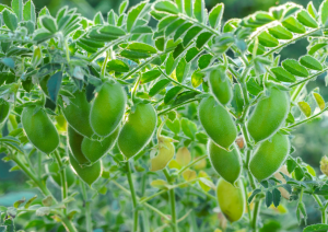 Wild Species Provide Insights into Improving Chickpeas