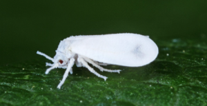 GPCR&ndash;MAPK signaling pathways underpin fitness trade-offs in whitefly