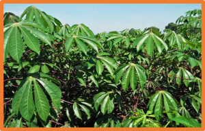 Morphological, anatomical, and transcriptomics analysis reveals the regulatory mechanisms of cassava plant height development