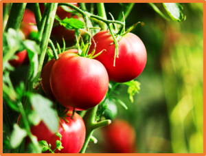 Mitosis instead of Meiosis - Researchers breed tomato plants that contain the complete genetic material of both parent plants