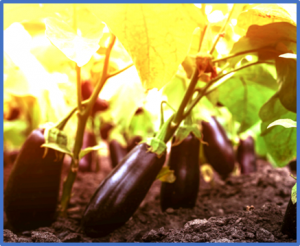 A putative E3 ubiquitin ligase substrate receptor degrades transcription factor SmNAC to enhance bacterial wilt resistance in eggplant 