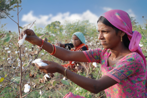 GAIN Report Presents GM Crop Updates in India