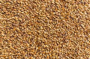 Scientists Crack the Code for Bigger Barley Grains