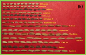 Understanding complex genetic architecture of rice grain weight through QTL-meta analysis and candidate gene identification