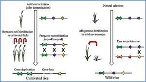 Evolutionary dynamics and impacts of chromosome regions carrying R-gene clusters in rice.
