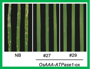 Rice OsAAA-ATPase1 is Induced during Blast Infection in a Salicylic Acid-Dependent Manner, and Promotes Blast Fungus Resistance.
