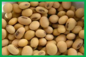 Molecular-assisted breeding for improved carbohydrate profiles in soybean seed