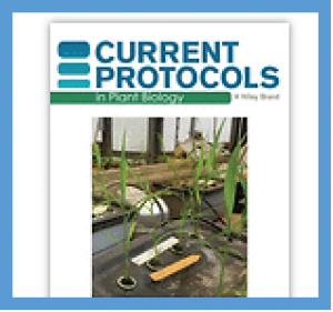 New Protocol: Genome Editing Using Rice Zygotes
