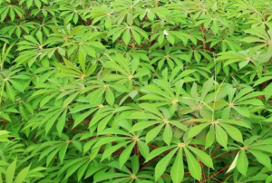 Genome-wide Identification and Expression of GRAS Gene Family Members in Cassava