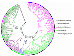 Genome-wide analysis of lectin receptor-like kinases family from potato ( Solanum tuberosum L.)