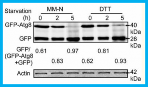Shedding light on autophagy coordinating with cell wall integrity signaling to govern pathogenicity of Magnaporthe oryzae