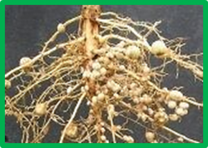 Celebrating 20 Years of Genetic Discoveries in Legume Nodulation and Symbiotic Nitrogen Fixation (REVIEW)