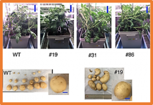 Creation of a potato mutant lacking the starch branching enzyme gene StSBE3 that was generated by genome editing using the CRISPR/dMac3-Cas9 system