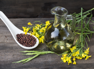 Norway Approves Plant-derived Omega-3 Oil for Aquafeed