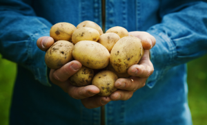 Experts Use TALENs and Agrobacterium to Improve Potatoes