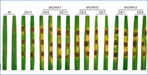 Unveiling the Roles of LncRNA MOIRAs in Rice Blast Disease Resistance
