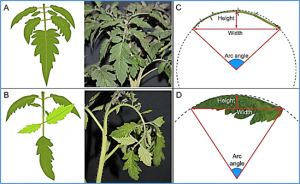 Major quantitative trait locus qLA3.1 is related to tomato leaf angle by regulating cell length at the petiole base