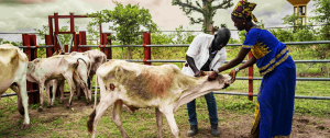 FAO opens groundbreaking conference aimed at tackling the threat of animal diseases